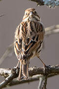 Common Reed Bunting