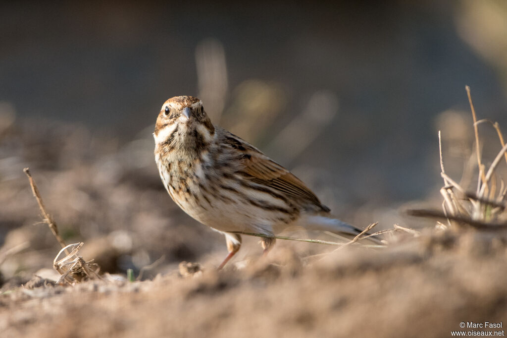 Common Reed Bunting male adult post breeding