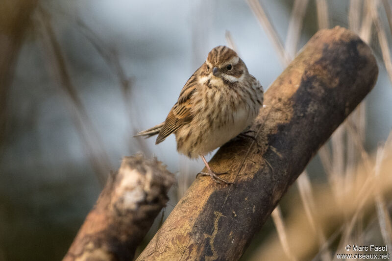 Common Reed Bunting female adult post breeding