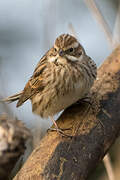 Common Reed Bunting