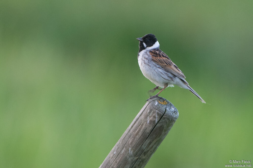 Common Reed Bunting male adult breeding, identification