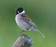 Common Reed Bunting