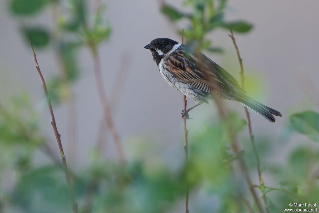 Bruant des roseaux mâle adulte nuptial, identification