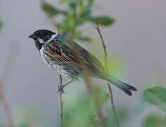 Common Reed Bunting