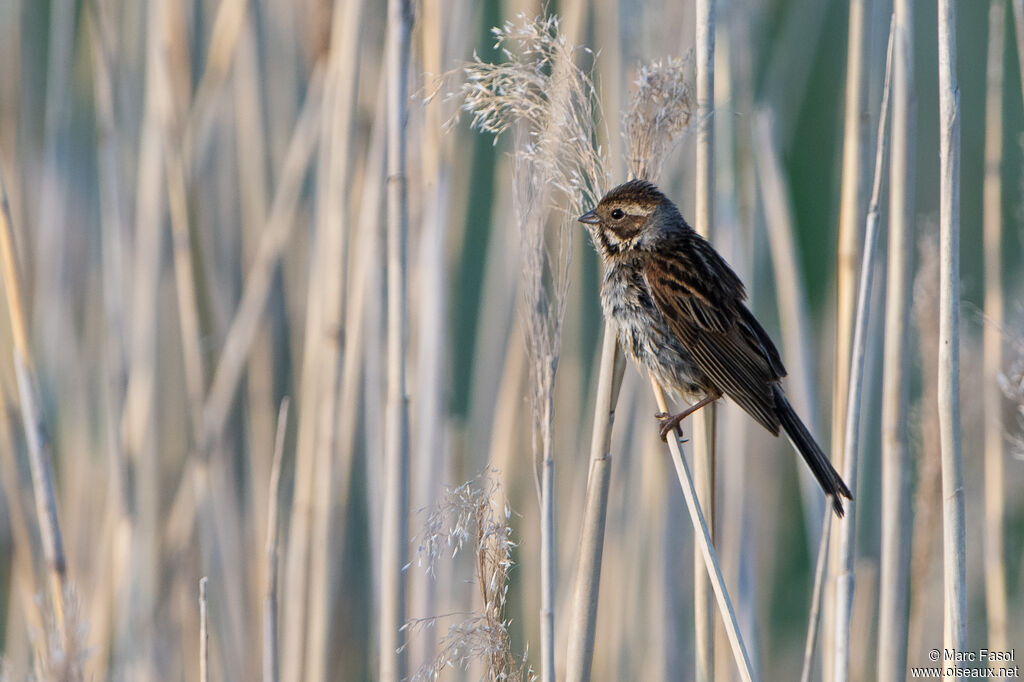 Bruant des roseaux femelle adulte, identification