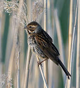 Common Reed Bunting