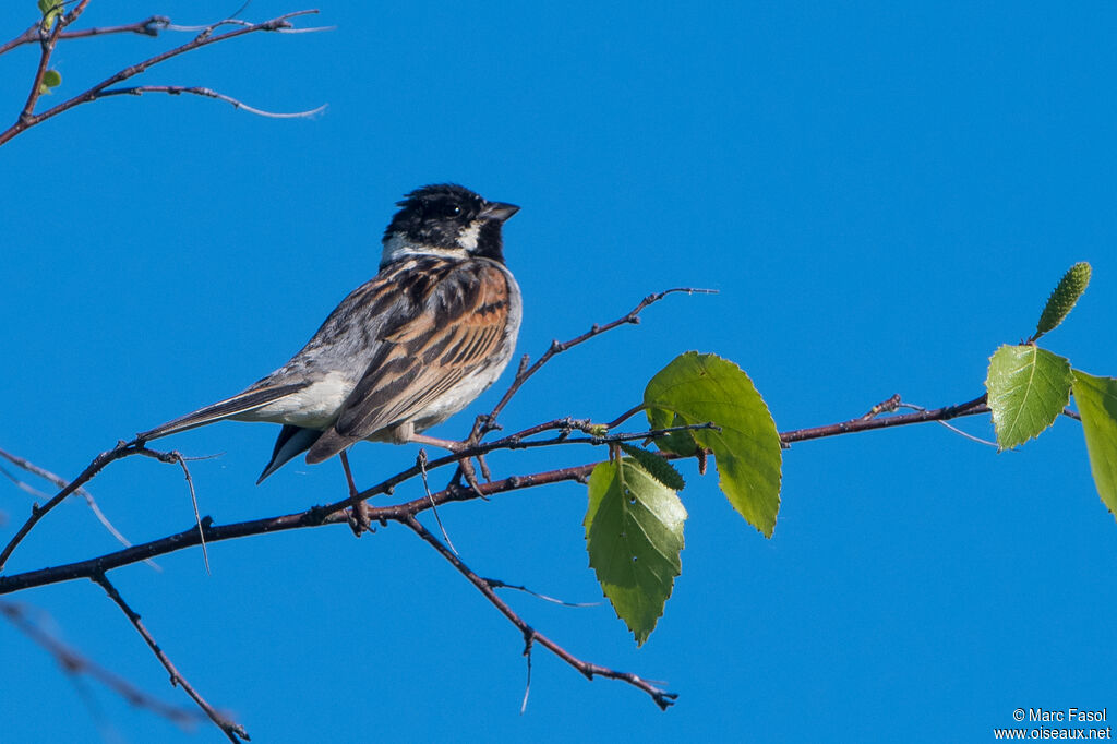 Common Reed Bunting male adult breeding, identification, song