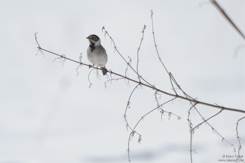 Bruant des roseaux mâle, identification, régime