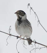 Common Reed Bunting