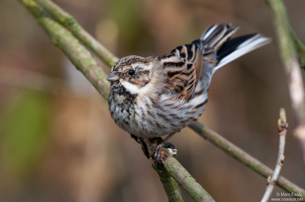 Bruant des roseaux mâle adulte internuptial