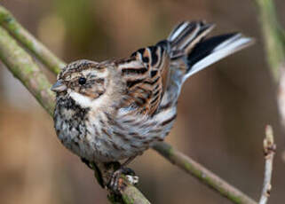 Bruant des roseaux