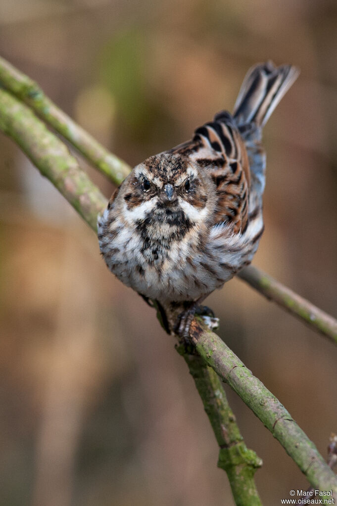 Bruant des roseaux mâle adulte internuptial