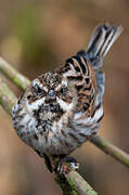 Common Reed Bunting