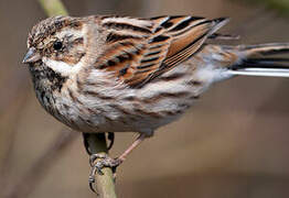 Common Reed Bunting