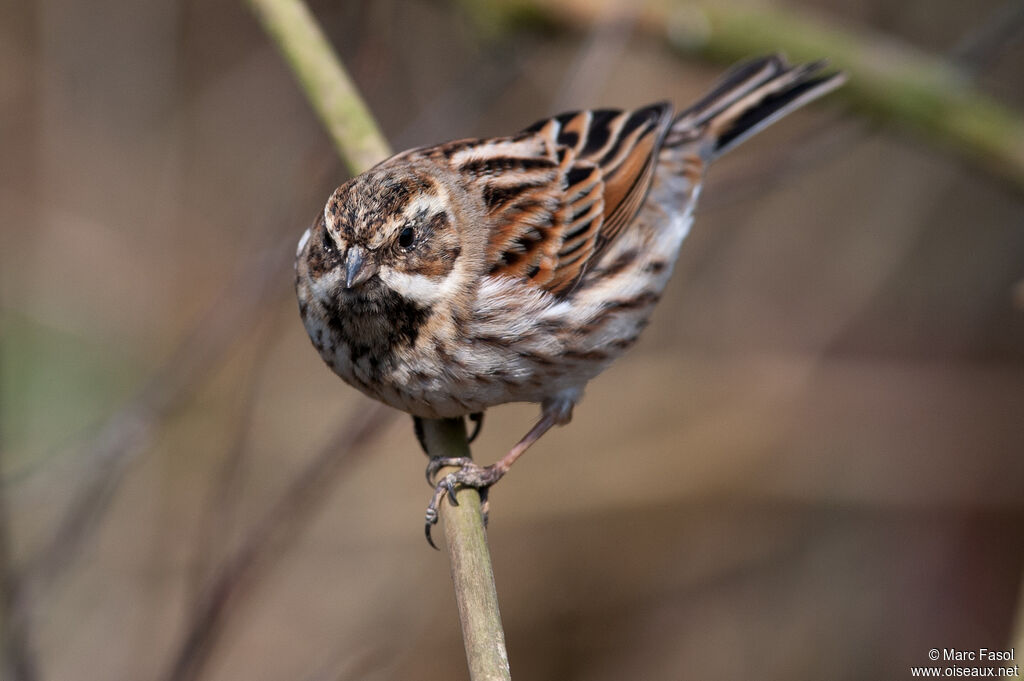 Common Reed Buntingadult post breeding, identification