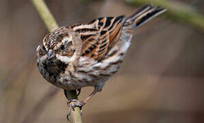 Bruant des roseaux