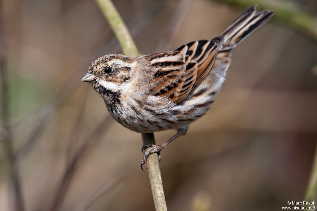 Bruant des roseaux mâle adulte internuptial