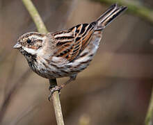 Common Reed Bunting