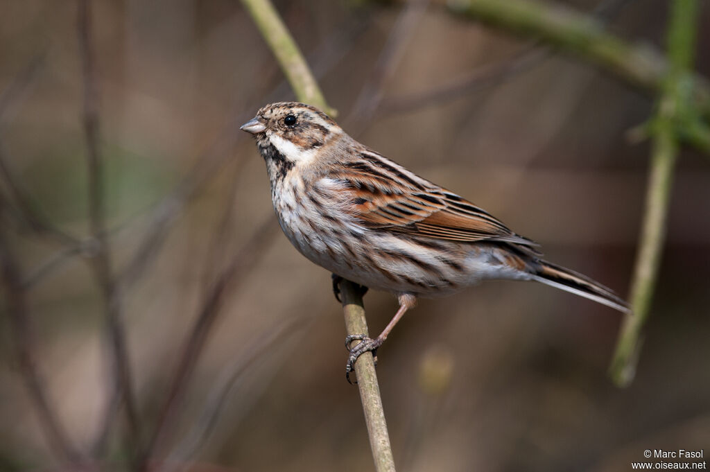 Bruant des roseauxadulte internuptial, identification