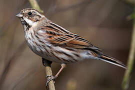 Common Reed Bunting