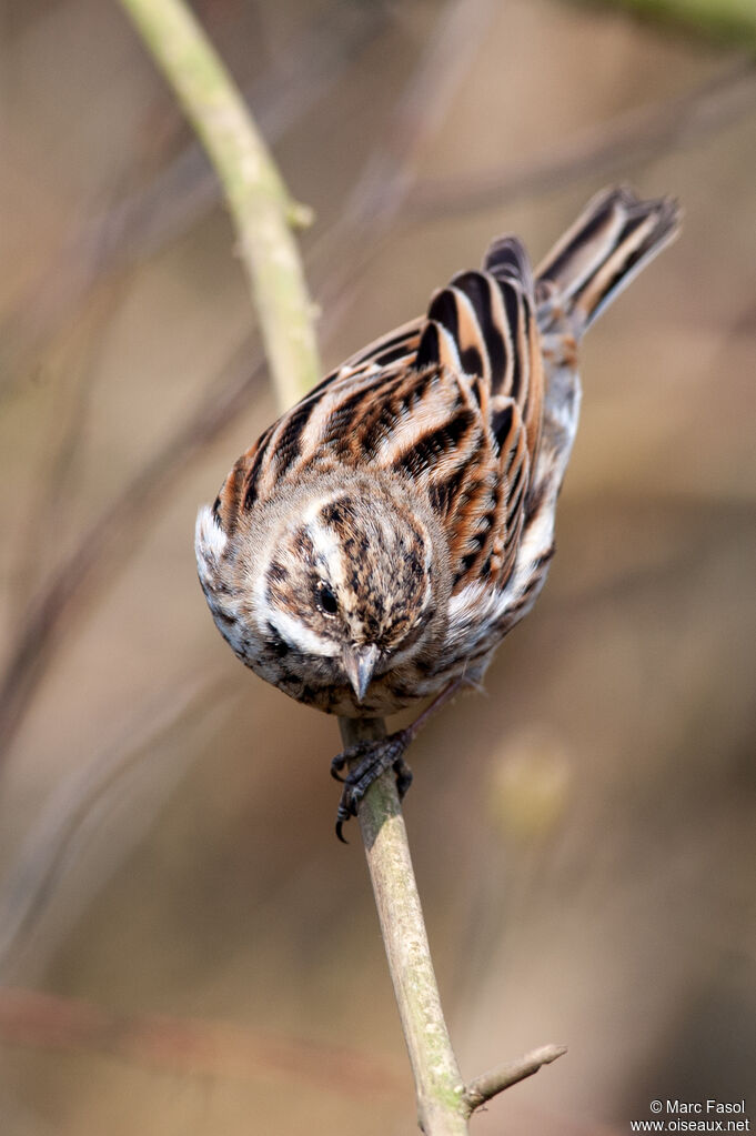 Common Reed Bunting male adult post breeding