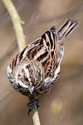 Common Reed Bunting