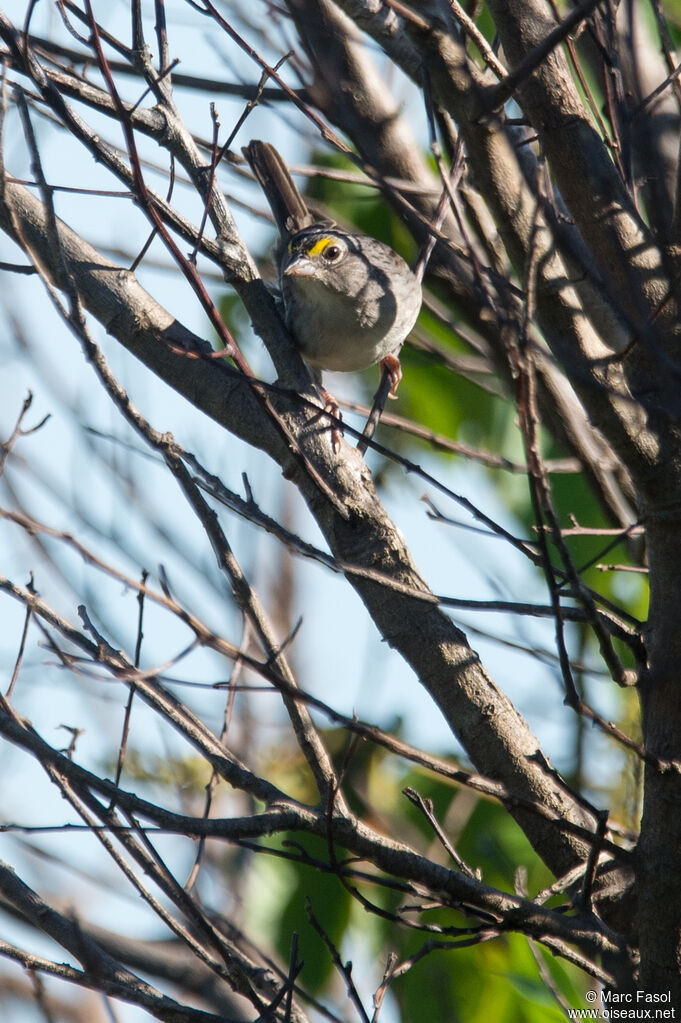 Bruant des savanesadulte, identification