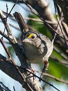 Grassland Sparrow