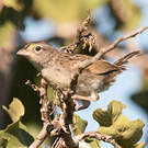 Bruant des savanes