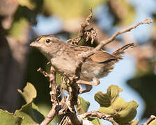 Grassland Sparrow