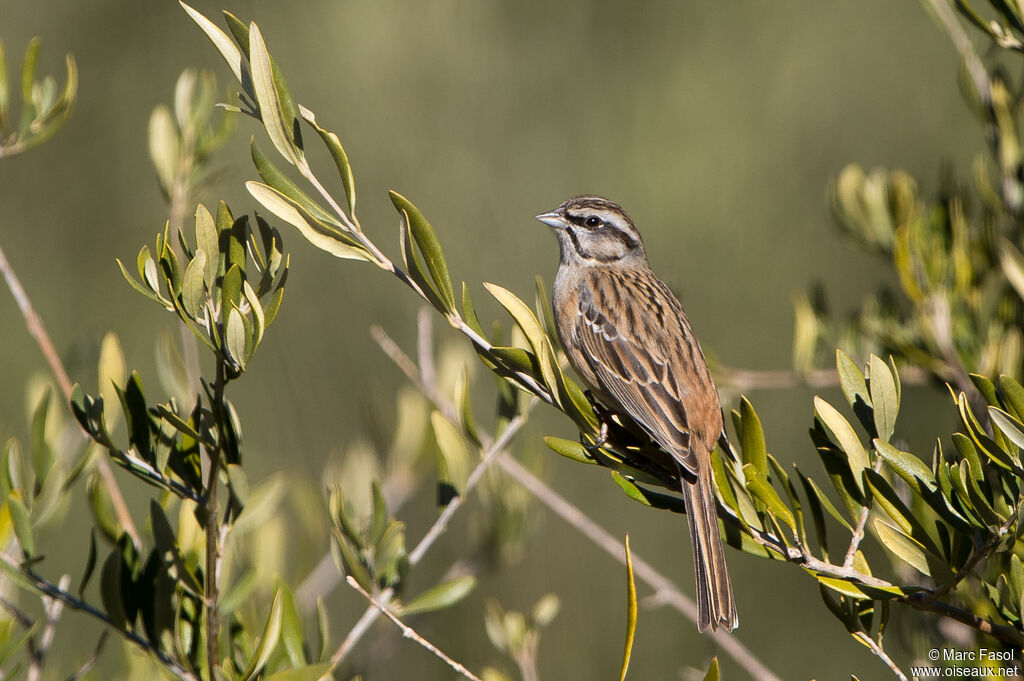 Bruant fou mâle adulte, identification