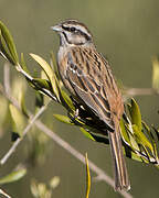 Rock Bunting