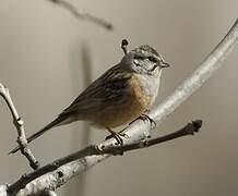 Rock Bunting