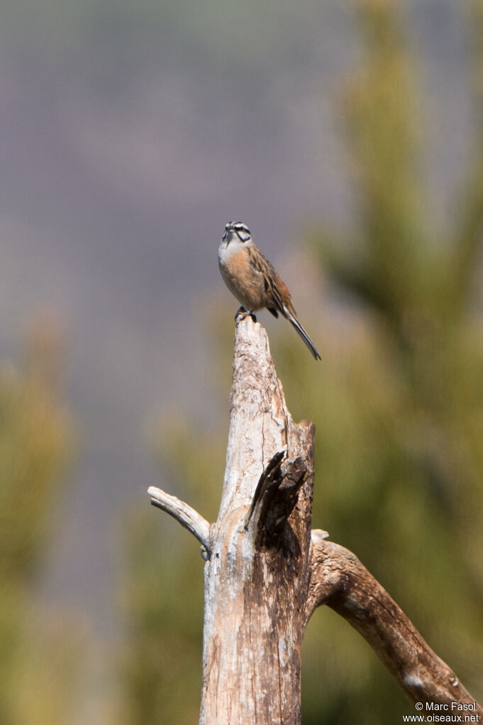 Bruant fou mâle, identification, chant