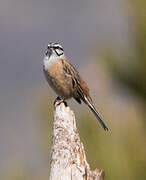 Rock Bunting