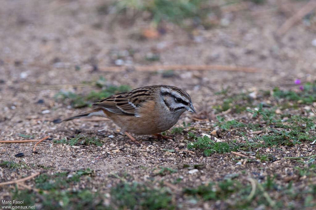 Rock Bunting female adult post breeding, eats