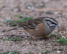 Rock Bunting