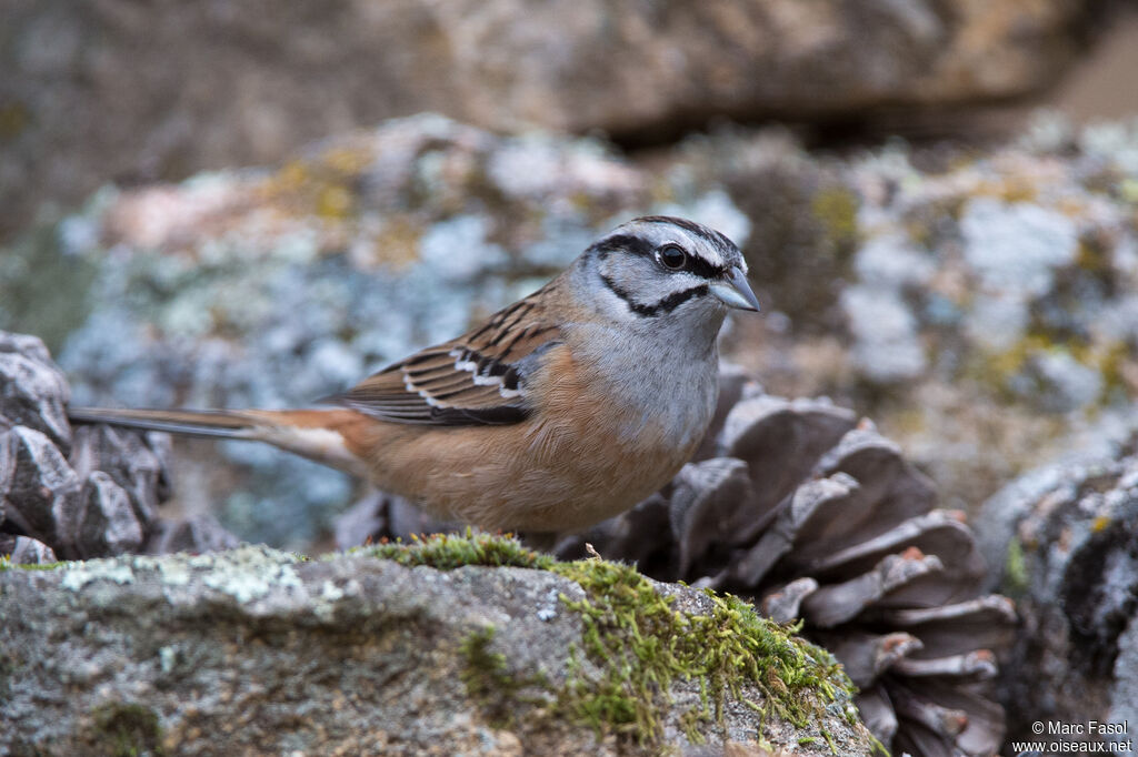 Rock Bunting, identification