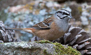 Rock Bunting