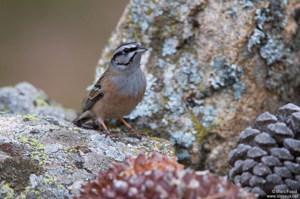 Bruant fou mâle adulte, identification