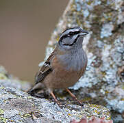 Rock Bunting