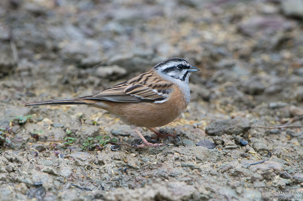 Rock Bunting male, identification