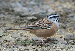 Rock Bunting