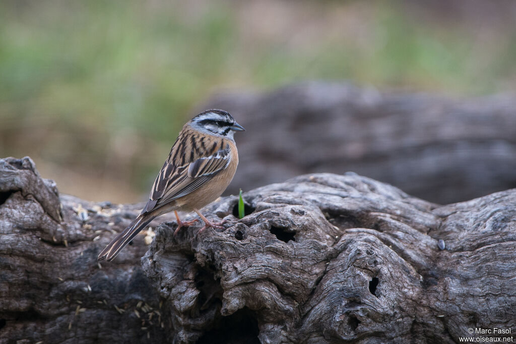 Bruant fou mâle adulte, identification