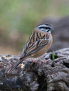 Rock Bunting