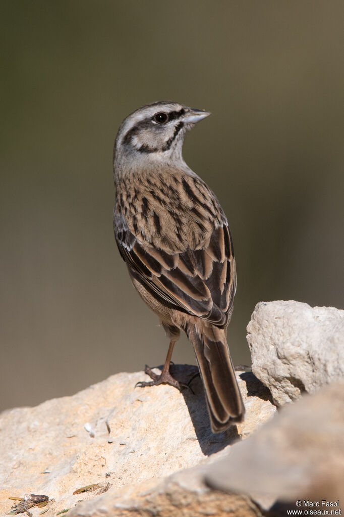 Rock Bunting male adult post breeding, identification