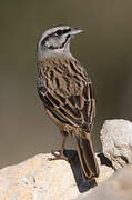 Rock Bunting