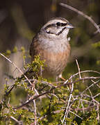 Rock Bunting