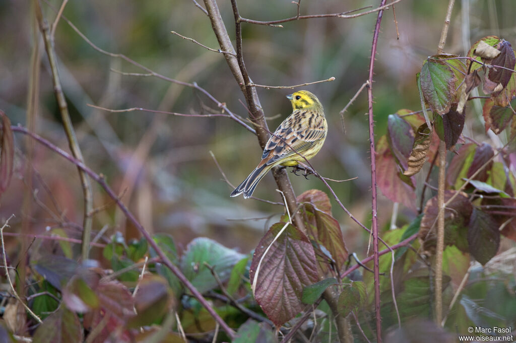 Yellowhammer male adult, identification, habitat