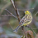 Bruant jaune